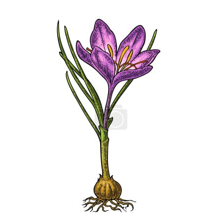 Ilustración de Azafrán vegetal con flor y cormos. Grabado color vintage vector ilustración aislada sobre fondo blanco. - Imagen libre de derechos