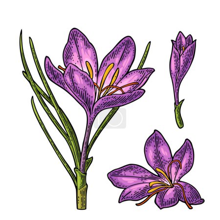 Ilustración de Azafrán vegetal con flores y estambres. Grabado color vintage vector ilustración aislada sobre fondo blanco. - Imagen libre de derechos