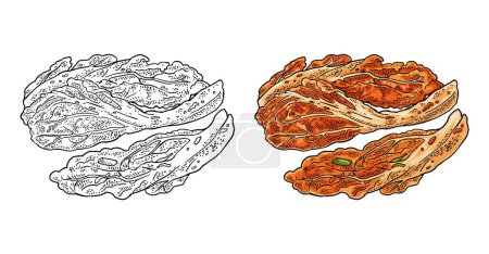 Illustration for Korean food kimchi. Vintage color vector engraving illustration. Isolated on white - Royalty Free Image