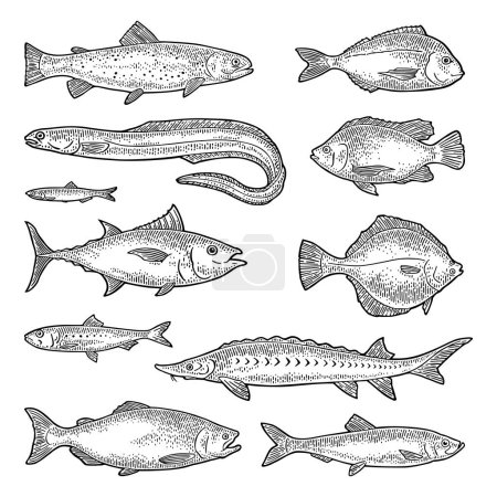 Illustration for Whole fresh different types of fish. Tilapia, trout, flounder, dorado, tuna, salmon, anchovy, eel, sardine, sturgeon, herring. Vector color engraving vintage illustration isolated on white. Hand drawn design - Royalty Free Image