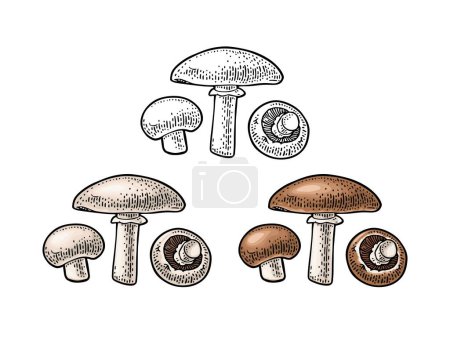 Illustration for Champignon. Vintage color vector engraving illustration isolated on white. Hand drawn design. - Royalty Free Image