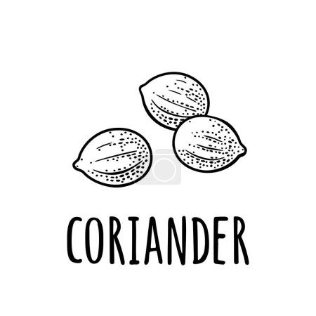Illustration for Coriander spice dried seed. Isolated on white background. Vector monochrome vintage engraving illustration. Hand drawn design element for label and poster - Royalty Free Image