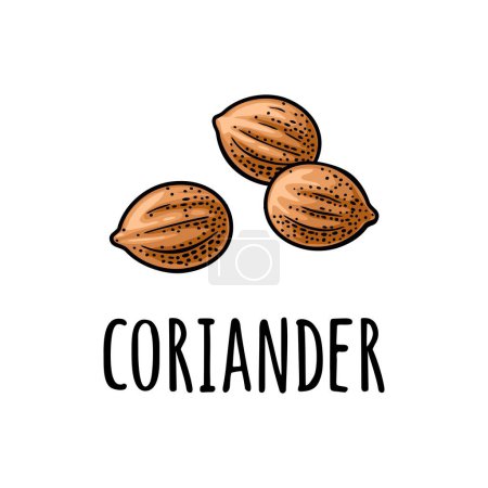 Illustration for Coriander spice dried seed. Isolated on white background. Vector color vintage engraving illustration. Hand drawn design element for label and poster - Royalty Free Image
