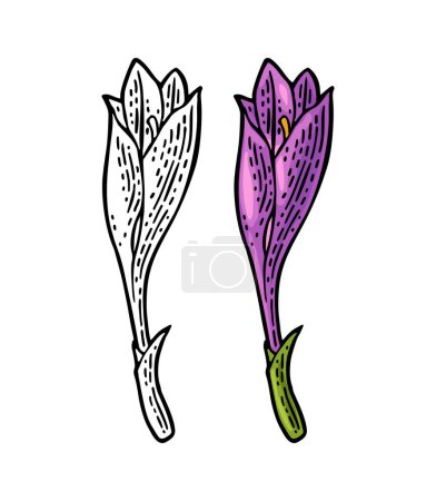 Ilustración de Planta azafrán con hojas. Grabado color vintage vector ilustración aislada sobre fondo blanco. - Imagen libre de derechos