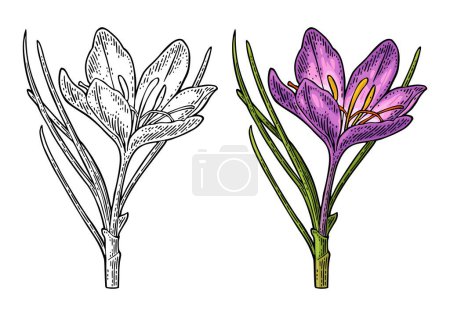 Ilustración de Azafrán vegetal con flor. Grabado color vintage vector ilustración aislada sobre fondo blanco. - Imagen libre de derechos