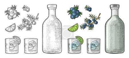 Illustration for Glass, bottle gin, slice lime and branch of juniper with berries. Vintage vector color engraving illustration for label, poster, web. Isolated on white background - Royalty Free Image