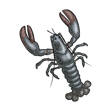 Illustration for Lobster isolated on white background. Vector color vintage engraving illustration for menu, web and label. Hand drawn in a graphic style. - Royalty Free Image