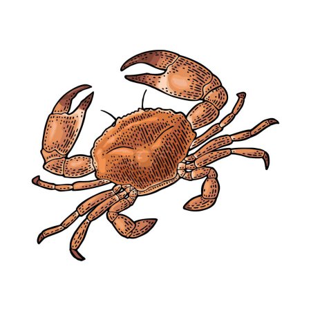 Illustration for Crab raw isolated on white background. Vector color vintage engraving illustration for menu, web and label. Hand drawn in a graphic style. - Royalty Free Image