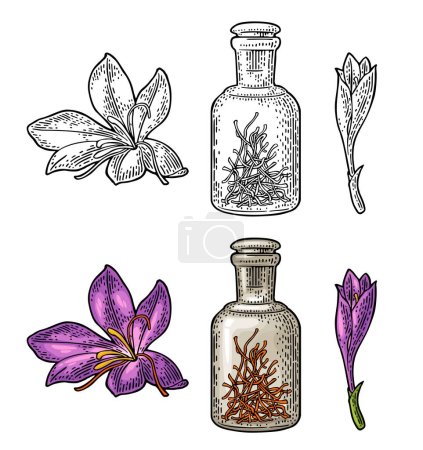 Illustration for Bottle with dry threads. Saffron flower with stamens. Engraving color vintage vector illustration isolated on white background. - Royalty Free Image