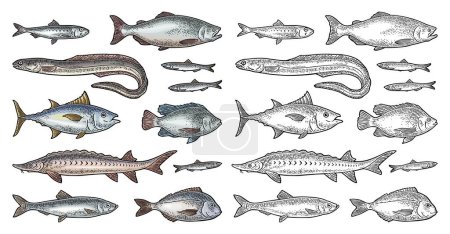 Illustration for Whole fresh different types fish. Vintage vector engraving monochrome color illustration. Hand drawn design. Isolated on white background. - Royalty Free Image