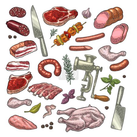 Illustration for Set meat products and kitchen equipment. Brisket, sausage, meat grinder, steak, chicken leg, knife, ribs, basil, thyme. Vintage color vector engraving illustration. Isolated on white background. - Royalty Free Image