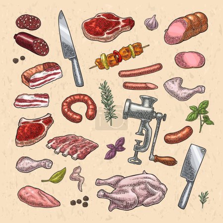 Illustration for Set meat products and kitchen equipment. Brisket, sausage, meat grinder, steak, chicken leg, knife, ribs, basil, thyme. Vintage color vector engraving illustration. Isolated on beige texture - Royalty Free Image