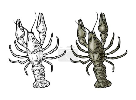Illustration for Crayfish isolated on white background. Vector color vintage engraving illustration for menu, web and label. Hand drawn in a graphic style. - Royalty Free Image