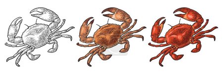 Illustration for Crab raw and cooked isolated on white background. Vector color vintage engraving illustration for menu, web and label. Hand drawn in a graphic style. - Royalty Free Image