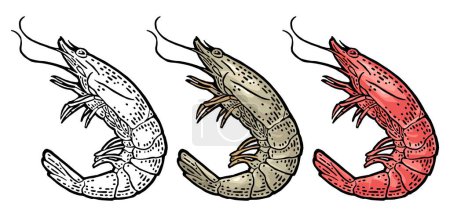 Illustration for Shrimp raw and cooked isolated on white background. Vector color vintage engraving illustration for menu, web and label. Hand drawn in a graphic style. - Royalty Free Image