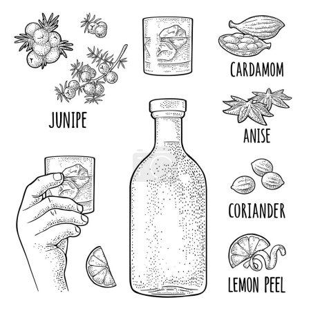 Illustration for Bottle gin, lime slice, anise, cardamom, lemon peel twirled, coriander dried seed, branch juniper berries. Hands holding glass cocktail with ice. Vintage vector color engraving isolated on white - Royalty Free Image