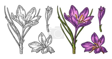 Ilustración de Azafrán vegetal con flores y estambres. Grabado color vintage vector ilustración aislada sobre fondo blanco. - Imagen libre de derechos