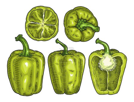 Illustration for Whole and half green sweet bell peppers. Vintage engraving vector color illustration. Isolated on white background. Hand drawn design - Royalty Free Image