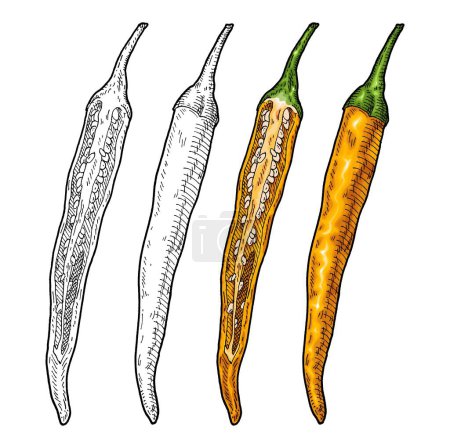 Illustration for Whole and half yellow pepper cayenne. Vintage engraving vector color illustration. Isolated on white background. Hand drawn design - Royalty Free Image