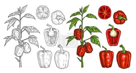 Téléchargez les illustrations : Branche de poivrons rouges avec feuille. Gravure vectorielle vintage couleur dessin à la main illustration isolée sur fond blanc - en licence libre de droit
