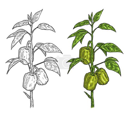 Illustration for Branch of green sweet bell peppers plant with leaf. Vintage vector engraving color hand drawn illustration isolated on white background - Royalty Free Image