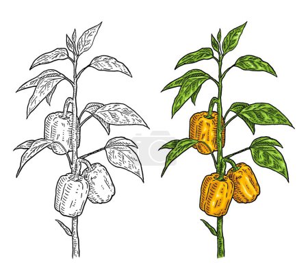 Téléchargez les illustrations : Branche de poivrons jaunes avec feuille. Gravure vectorielle vintage couleur dessin à la main illustration isolée sur fond blanc - en licence libre de droit