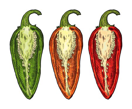 Illustration for Half orange, red, green pepper jalapeno. Vintage vector engraving color illustration. Isolated on white background. Hand drawn design - Royalty Free Image