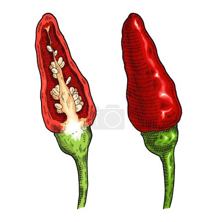 Illustration for Whole and half pepper tabasco. Vintage vector hatching color engraving. Isolated on white background. Hand drawn design - Royalty Free Image