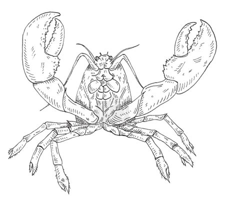 Illustration for Lobster. Vintage hatching vector monochrome black illustration. Isolated on white background. Hand drawn design in a graphic ink style. - Royalty Free Image