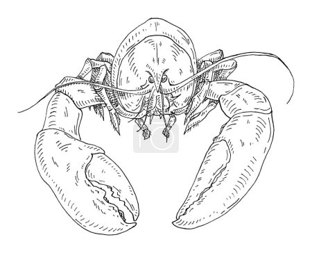 Illustration for Lobster. Vintage hatching vector monochrome black illustration. Isolated on white background. Hand drawn design in a graphic ink style. - Royalty Free Image