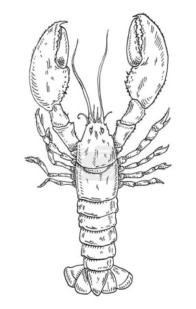 Illustration for Lobster. Vintage hatching vector monochrome black engraving. Isolated on white background. Hand drawn design in a graphic ink style. - Royalty Free Image