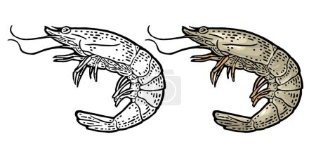 Illustration for Shrimp raw isolated on white background. Vector color vintage engraving illustration for menu, web and label. Hand drawn in a graphic style. - Royalty Free Image