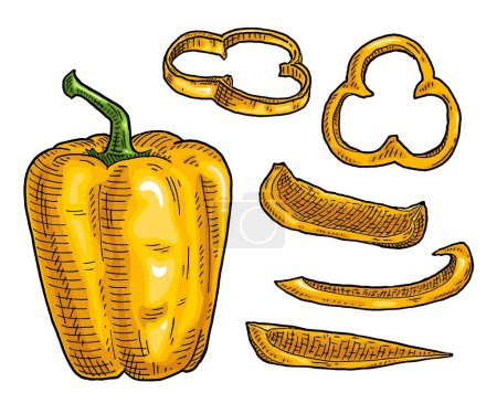 Illustration for Whole and slice yellow sweet bell peppers. Vintage vector engraving color and black illustration. Isolated on white background. Hand drawn design - Royalty Free Image