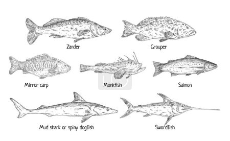 Illustration for Type different fish isolated on white. Salmon, grouper, mirror carp, monkfish, zander, swordfish, shark dogfish. Vintage hatching vector monochrome black illustration in graphic ink style - Royalty Free Image