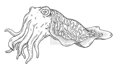 Illustration for Cuttlefish isolated on white background. Vintage vector hatching monochrome black illustration. Hand drawn design in a graphic ink style. - Royalty Free Image