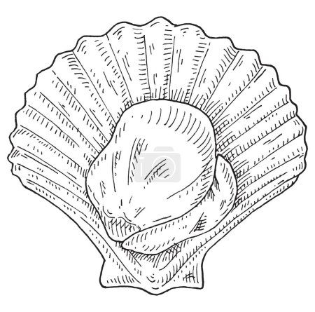 Illustration for Shell scallop on white background. Vintage vector engraving monochrome black illustration. Hand drawn design in a graphic ink style. - Royalty Free Image