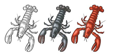 Illustration for Lobster raw and cooked isolated on white background. Vector color vintage engraving illustration for menu, web and label. Hand drawn in a graphic style. - Royalty Free Image