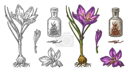 Bottle with saffron dry threads. Plant with flower and corms. Engraving black vintage vector illustration isolated on white background.