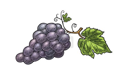 Illustration for Bunch of blue table grapes. Vintage color engraving vector illustration for label, poster, web. Isolated on white background. Hand drawn design element for label and poster - Royalty Free Image