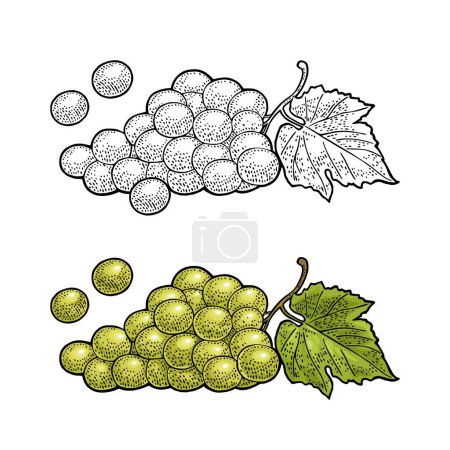 Une grappe de raisins de table verts. Illustration vectorielle de gravure couleur vintage et monochrome pour étiquette, affiche, web. Isolé sur fond blanc. Elément de design dessiné à la main pour étiquette et affiche