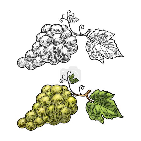 Illustration for Bunch of blue and green table grapes. Vintage color and monochrome engraving vector illustration for label, poster, web. Isolated on white background. Hand drawn design element for label and poster - Royalty Free Image