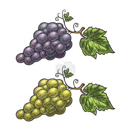 Illustration for Bunch of blue and green table grapes. Vintage color and monochrome engraving vector illustration for label, poster, web. Isolated on white background. Hand drawn design element for label and poster - Royalty Free Image