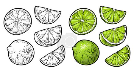 Illustration for Lime whole and slice. Vintage color vector engraving illustration for label poster web. Isolated on white background - Royalty Free Image