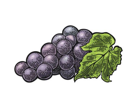 Illustration for Bunch of blue table grapes. Vintage color engraving vector illustration for label, poster, web. Isolated on white background. Hand drawn design element for label and poster - Royalty Free Image