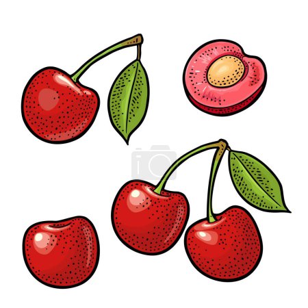 Illustration for Whole and half cherry berry with seed and leaf. Vector color vintage engraving illustration for menu, poster. Isolated on white background - Royalty Free Image