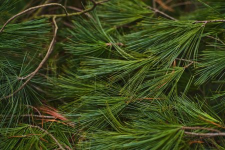 Foto de Textura de agujas de pino. ramas de pino joven verde brillante con agujas - Imagen libre de derechos