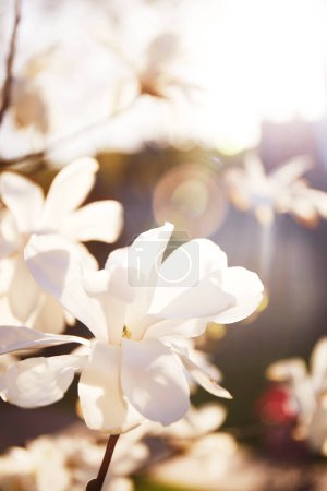 Foto de Yulan magnolia flowers in bloom. White magnolia tree flowers spring sunny day nature awakening - Imagen libre de derechos