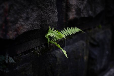 A single fern leaf emerges vibrantly from the cracks of a dark, stone cliff. 