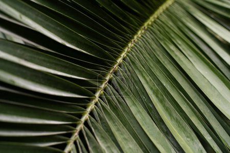 Un detallado primer plano que muestra el intrincado patrón y textura de una hoja de palma verde fresca