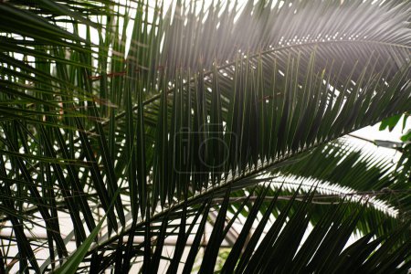 Vista de cerca de una exuberante hoja de palma verde en un jardín tropical